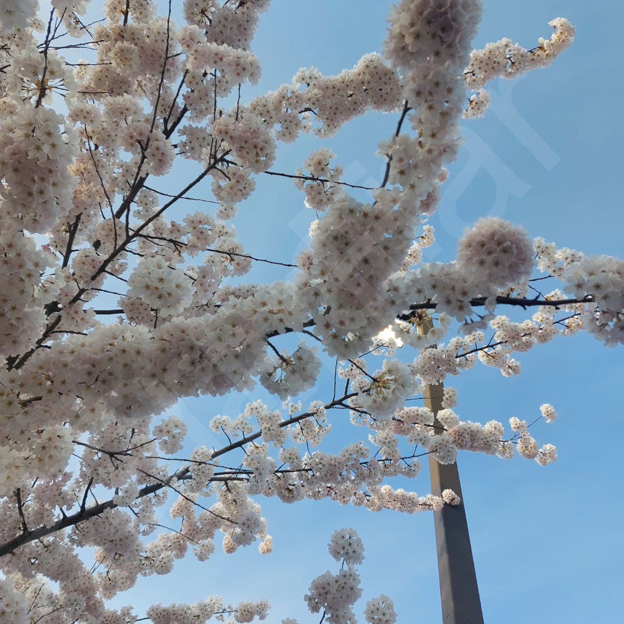 Cherry Blossom2