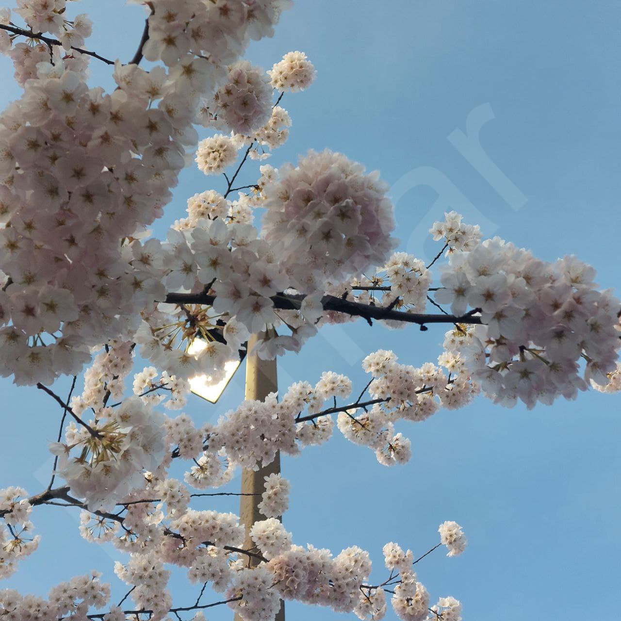 Blossom