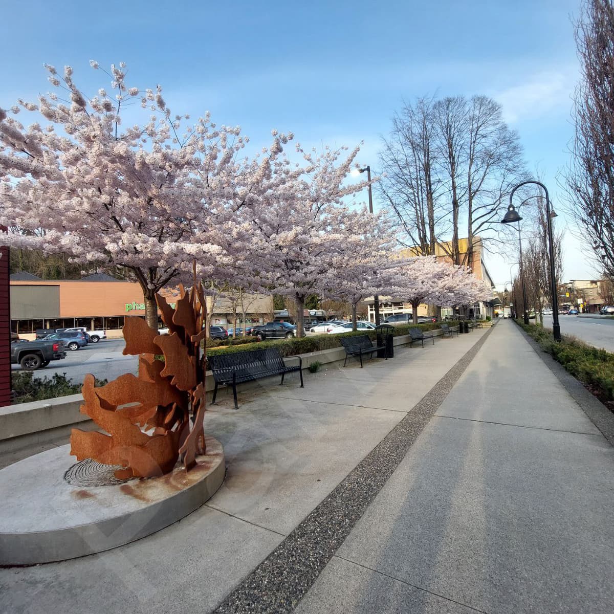 Cherry Blossom