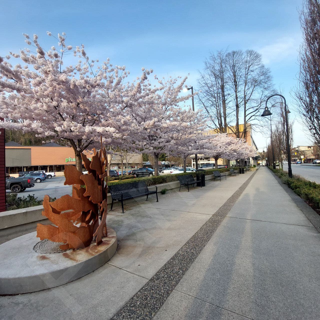 Cherry Blossom