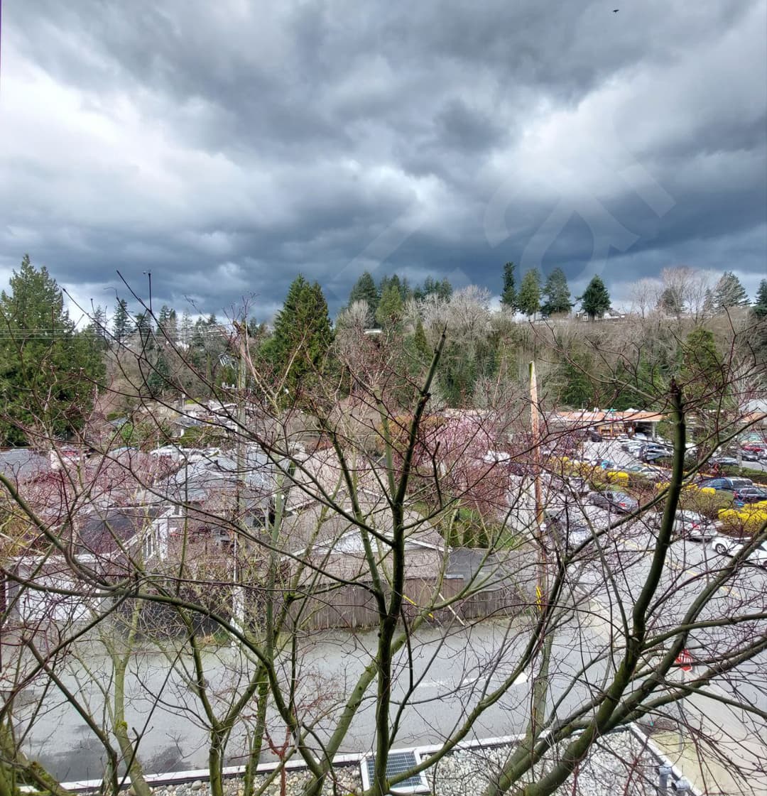 Vancouver Wood