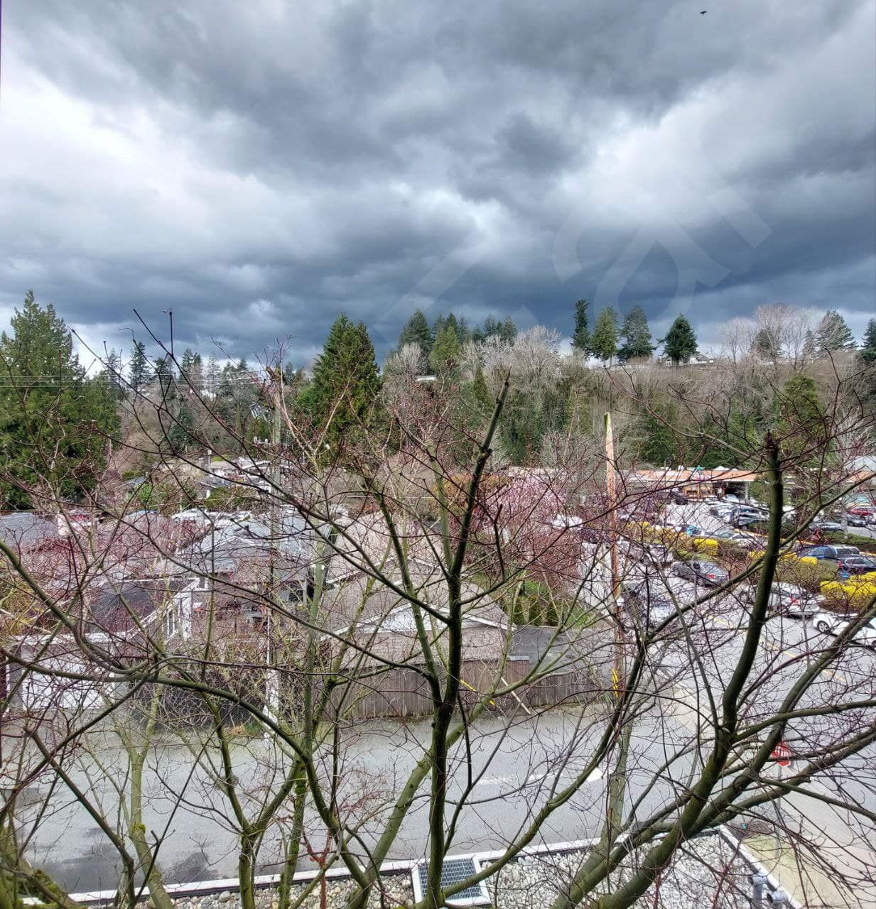 Vancouver Wood
